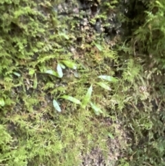 Notogrammitis billardierei at Paddys River, ACT - 13 Aug 2023