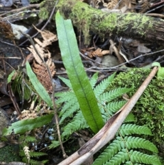 Microsorum pustulatum subsp. pustulatum (Kangaroo Fern) at Paddys River, ACT - 13 Aug 2023 by Tapirlord