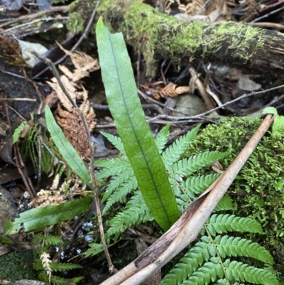 Zealandia pustulata subsp. pustulata (Kangaroo Fern) at Paddys River, ACT - 13 Aug 2023 by Tapirlord