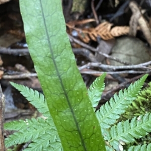 Zealandia pustulata subsp. pustulata at Paddys River, ACT - 13 Aug 2023