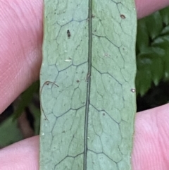 Zealandia pustulata subsp. pustulata at Paddys River, ACT - 13 Aug 2023