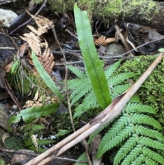 Zealandia pustulata subsp. pustulata at Paddys River, ACT - 13 Aug 2023 10:50 AM