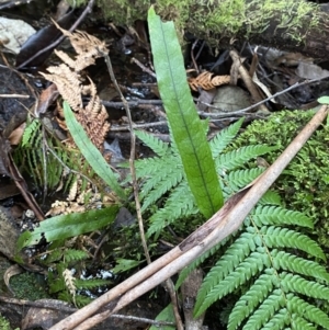 Zealandia pustulata subsp. pustulata at Paddys River, ACT - 13 Aug 2023