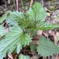 Urtica incisa (Stinging Nettle) at Tidbinbilla Nature Reserve - 13 Aug 2023 by Tapirlord