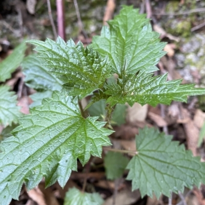 Urtica incisa (Stinging Nettle) at Tidbinbilla Nature Reserve - 13 Aug 2023 by Tapirlord