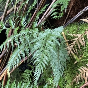 Asplenium gracillimum at Paddys River, ACT - 13 Aug 2023