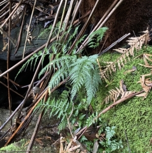 Asplenium gracillimum at Paddys River, ACT - suppressed