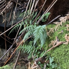 Asplenium gracillimum at Paddys River, ACT - suppressed