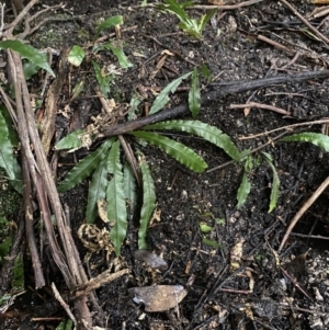 Blechnum patersonii subsp. patersonii at Paddys River, ACT - 13 Aug 2023