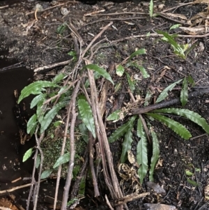 Blechnum patersonii subsp. patersonii at Paddys River, ACT - 13 Aug 2023