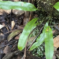 Zealandia pustulata subsp. pustulata at Paddys River, ACT - 13 Aug 2023