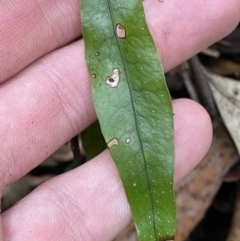 Zealandia pustulata subsp. pustulata at Paddys River, ACT - 13 Aug 2023