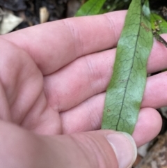 Zealandia pustulata subsp. pustulata at Paddys River, ACT - 13 Aug 2023 10:44 AM