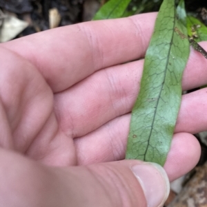 Zealandia pustulata subsp. pustulata at Paddys River, ACT - 13 Aug 2023 10:44 AM