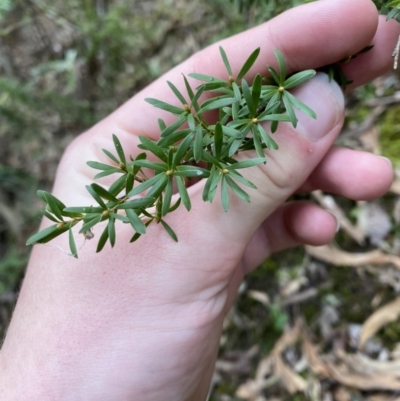 Kunzea peduncularis (Mountain Burgan) at Paddys River, ACT - 13 Aug 2023 by Tapirlord