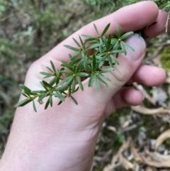 Kunzea peduncularis at Paddys River, ACT - 13 Aug 2023