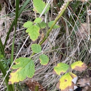 Rubus parvifolius at Paddys River, ACT - 13 Aug 2023