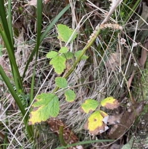 Rubus parvifolius at Paddys River, ACT - 13 Aug 2023