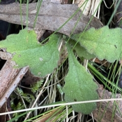 Lagenophora stipitata (Common Lagenophora) at Tidbinbilla Nature Reserve - 13 Aug 2023 by Tapirlord