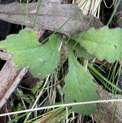 Lagenophora stipitata (Common Lagenophora) at Paddys River, ACT - 13 Aug 2023 by Tapirlord