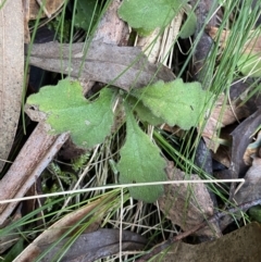 Lagenophora stipitata at Paddys River, ACT - 13 Aug 2023 10:38 AM