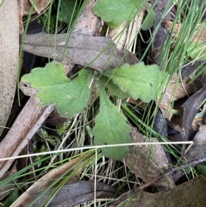 Lagenophora stipitata at Paddys River, ACT - 13 Aug 2023