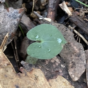 Acianthus exsertus at Paddys River, ACT - suppressed