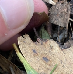 Acianthus exsertus at Paddys River, ACT - suppressed