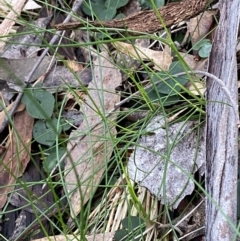 Acianthus exsertus at Paddys River, ACT - suppressed