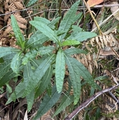 Senecio linearifolius var. latifolius at Tidbinbilla Nature Reserve - 13 Aug 2023 by Tapirlord