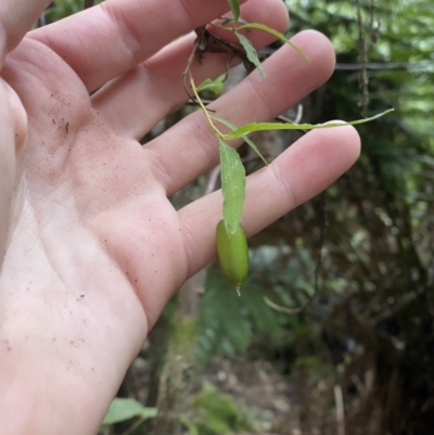 Billardiera mutabilis (Climbing Apple Berry, Apple Berry, Snot Berry, Apple Dumblings, Changeable Flowered Billardiera) at Tidbinbilla Nature Reserve - 13 Aug 2023 by Tapirlord