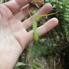 Billardiera mutabilis at Paddys River, ACT - 13 Aug 2023