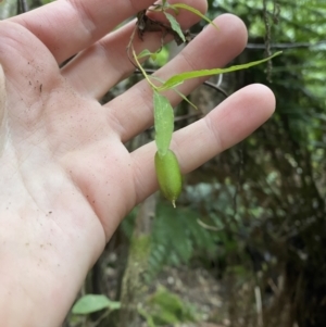 Billardiera mutabilis at Paddys River, ACT - 13 Aug 2023