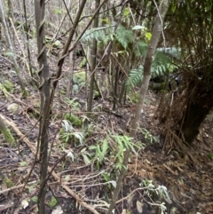 Billardiera mutabilis at Paddys River, ACT - 13 Aug 2023