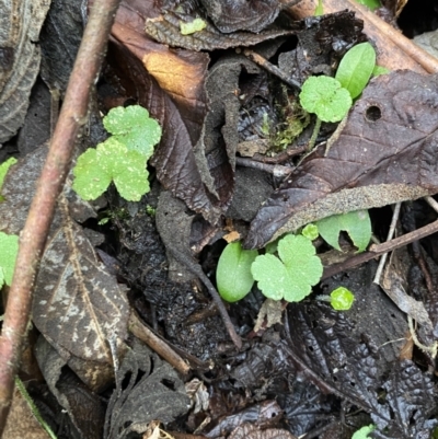 Hydrocotyle hirta (Hairy Pennywort) at Tidbinbilla Nature Reserve - 13 Aug 2023 by Tapirlord