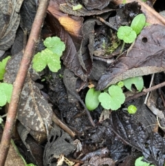 Hydrocotyle hirta at Paddys River, ACT - 13 Aug 2023 10:26 AM