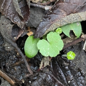 Hydrocotyle hirta at Paddys River, ACT - 13 Aug 2023 10:26 AM