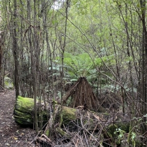 Dicksonia antarctica at Paddys River, ACT - suppressed