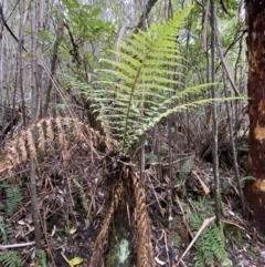 Dicksonia antarctica at Paddys River, ACT - 13 Aug 2023