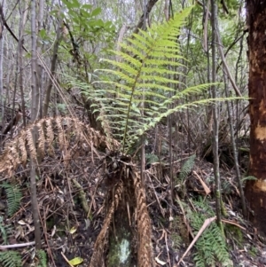 Dicksonia antarctica at Paddys River, ACT - suppressed