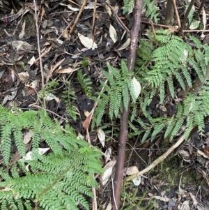 Polystichum proliferum at Paddys River, ACT - 13 Aug 2023 10:25 AM