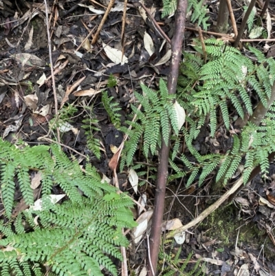 Polystichum proliferum (Mother Shield Fern) at Paddys River, ACT - 13 Aug 2023 by Tapirlord