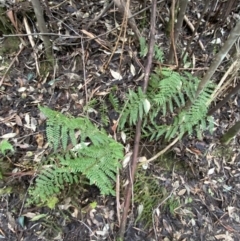 Polystichum proliferum at Paddys River, ACT - 13 Aug 2023 10:25 AM