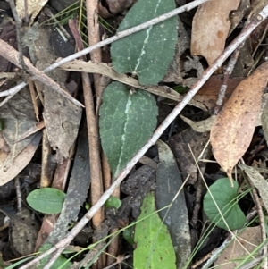 Clematis aristata at Paddys River, ACT - 13 Aug 2023 10:20 AM