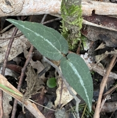 Clematis aristata at Paddys River, ACT - 13 Aug 2023