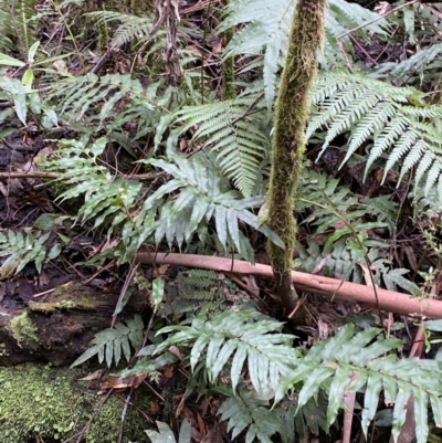 Blechnum wattsii (Hard Water Fern) at Paddys River, ACT - 13 Aug 2023 by Tapirlord