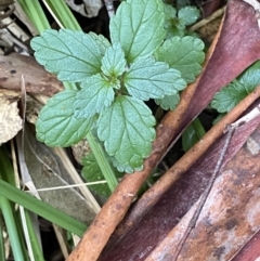 Australina pusilla subsp. muelleri at Paddys River, ACT - 13 Aug 2023