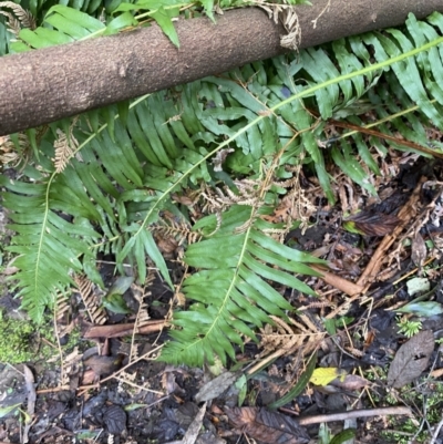 Blechnum nudum (Fishbone Water Fern) at Tidbinbilla Nature Reserve - 13 Aug 2023 by Tapirlord