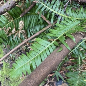 Blechnum nudum at Paddys River, ACT - 13 Aug 2023