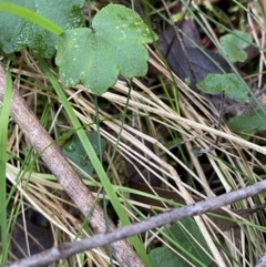 Hydrocotyle hirta (Hairy Pennywort) at Paddys River, ACT - 13 Aug 2023 by Tapirlord